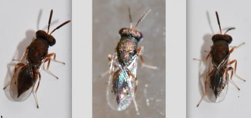 Réf. 275 947 : Pteromalini inconnu